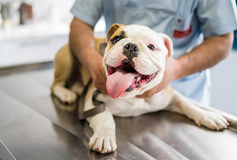 Pet-Hospital